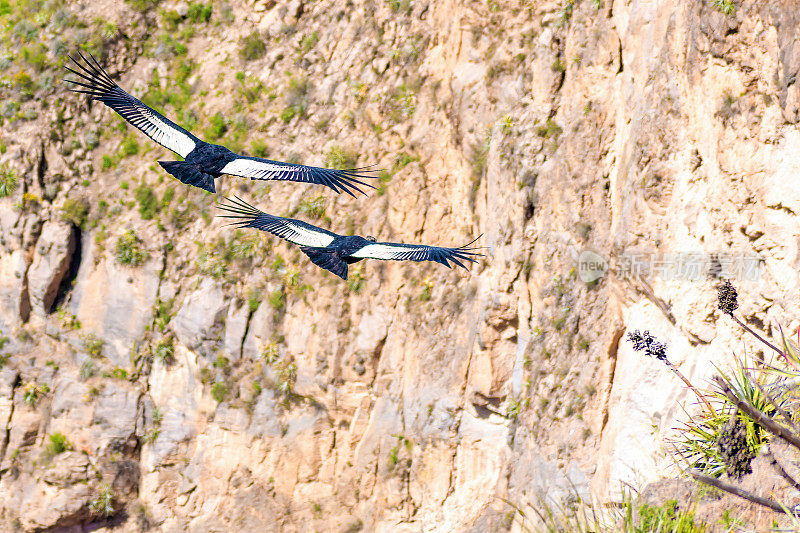 安第斯秃鹰，科尔卡峡谷，秘鲁
