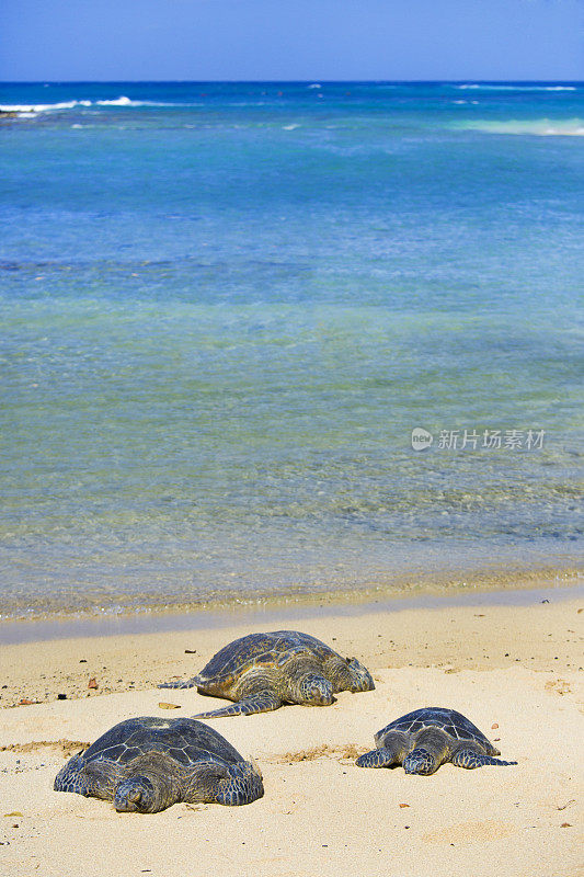 度假胜地海滩上的夏威夷绿海龟，夏威夷的一种受保护的野生动物