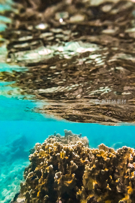 热带加勒比海洋生物水下珊瑚礁和海洋鱼类