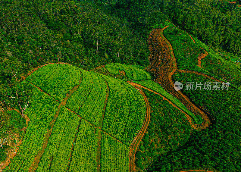 无人机拍摄的斯里兰卡努瓦拉埃利亚的茶园