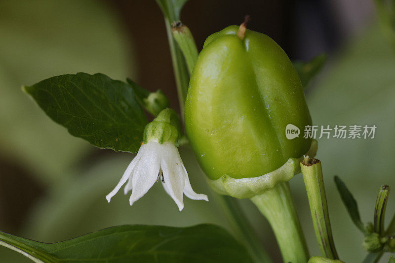 花椒植株花椒小，花蕾小。