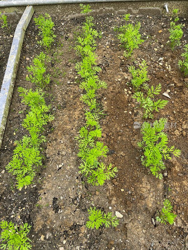 全框图像凸起的花园床由锌金属槽，土壤种植了一排排胡萝卜植物，提高的观点