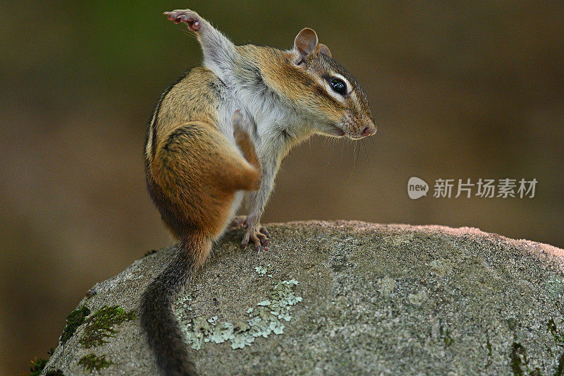 花栗鼠挠痒痒