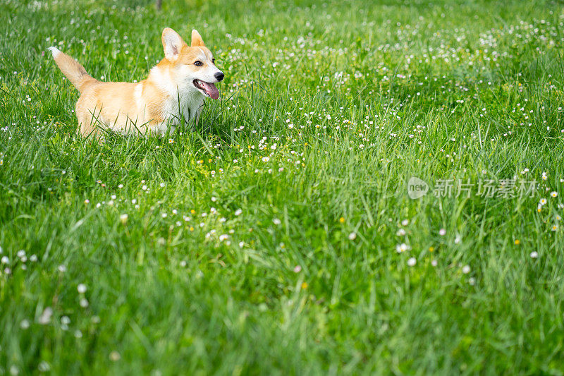 一只彭布罗克威尔士柯基狗在草地上开心地玩耍