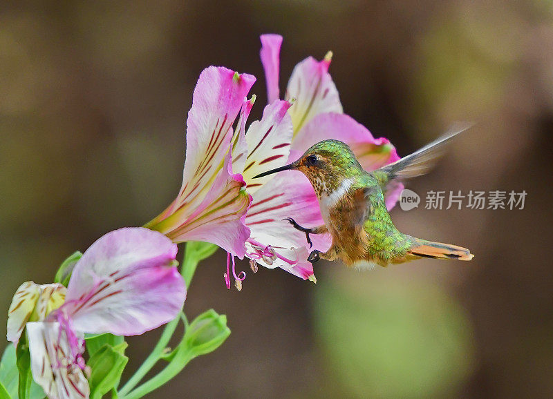 雌性闪烁蜂鸟靠近粉红色和黄色的花