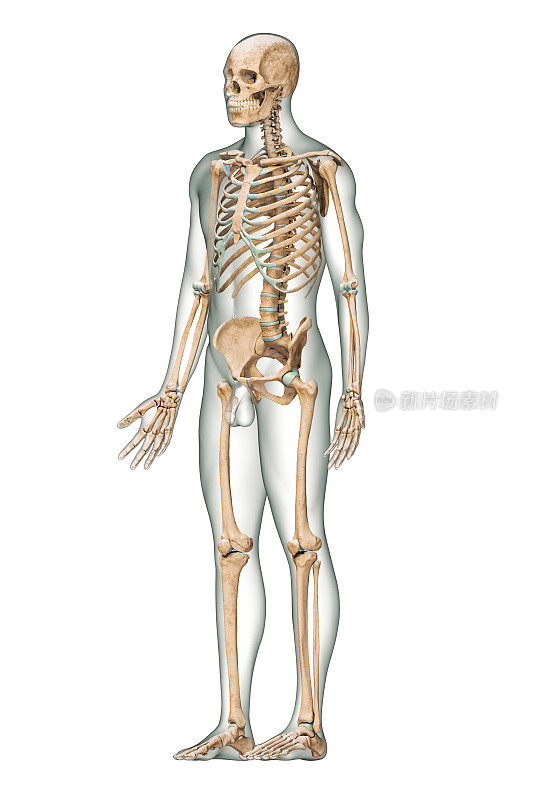 准确的人体骨骼系统前四分之三视图与骨骼骨骼和成年男性身体孤立在白底三维渲染插图。解剖学、医学、科学、骨学的概念。