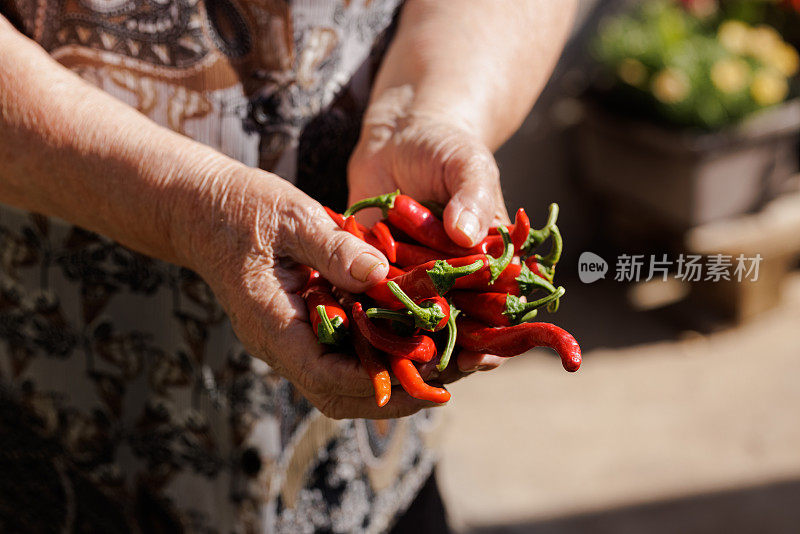 特写一个老太太的手拿着新鲜采摘的辣椒