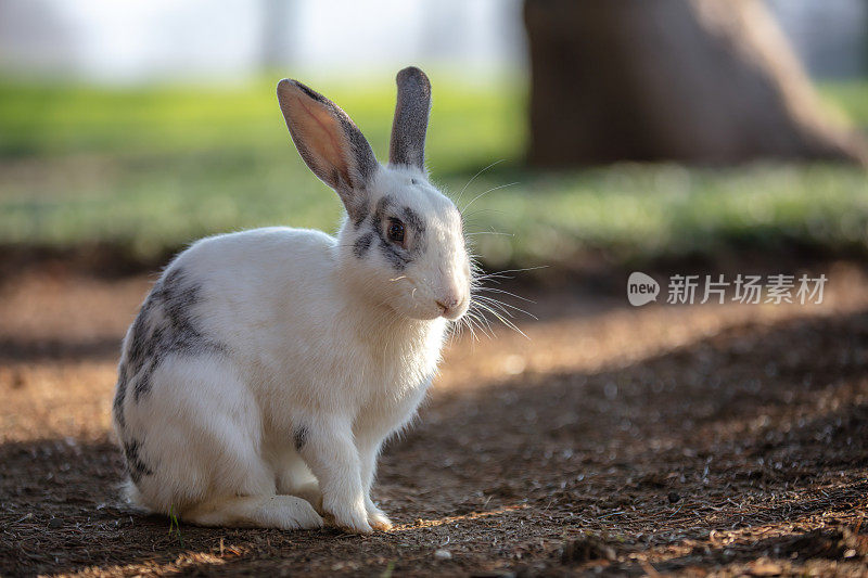 小白兔正坐在森林里的草地上。