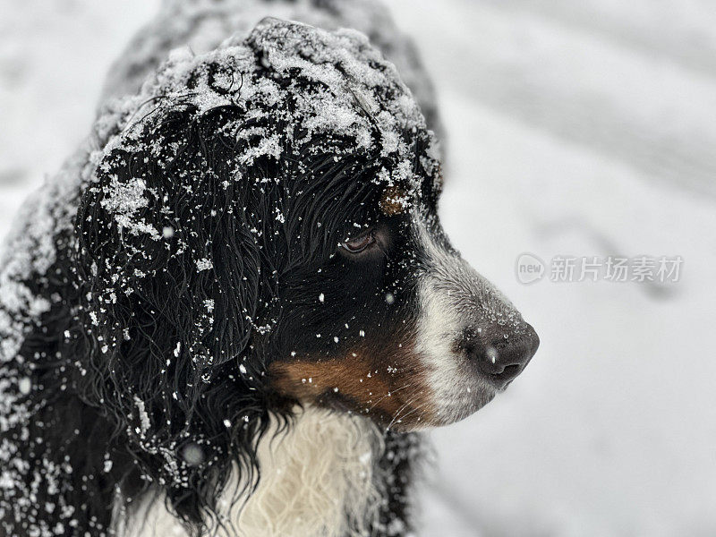 伯尔尼山犬