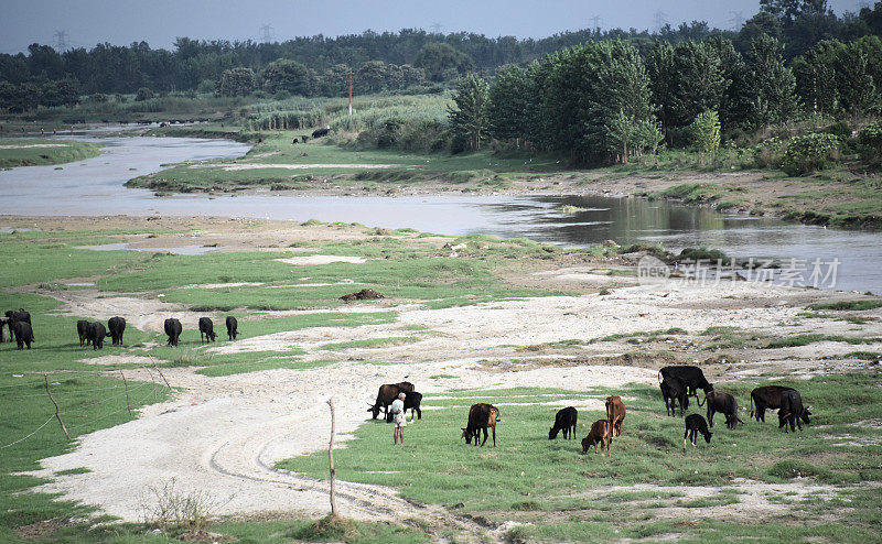 河边有一群牛