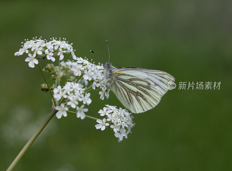 绿脉的白蝴蝶，在植物头上有花蜜