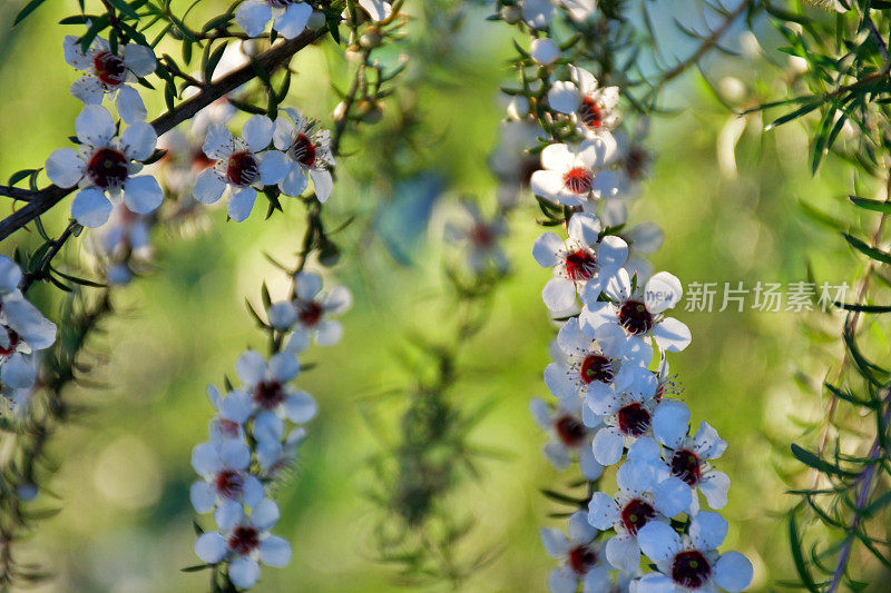 美丽的麦卢卡(细端精属)花