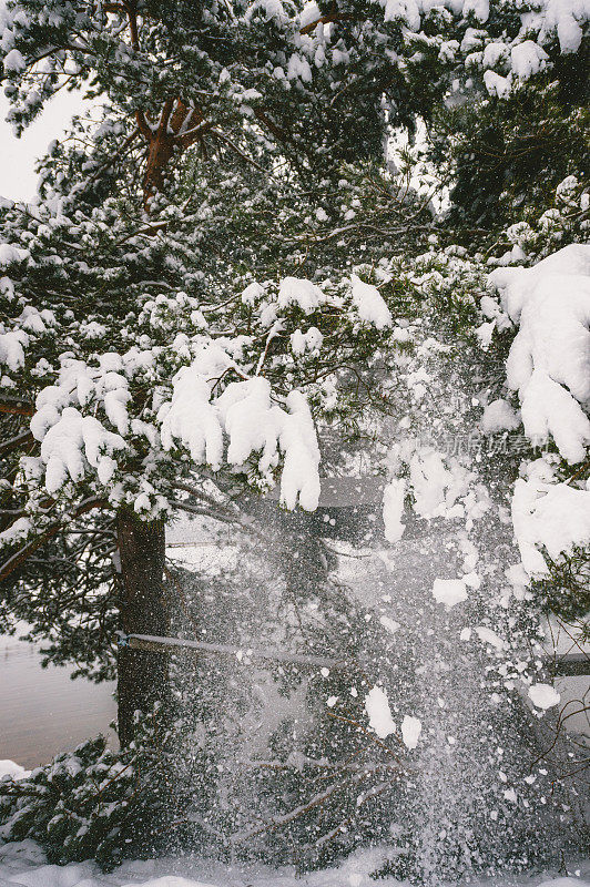 雪从树上掉下来