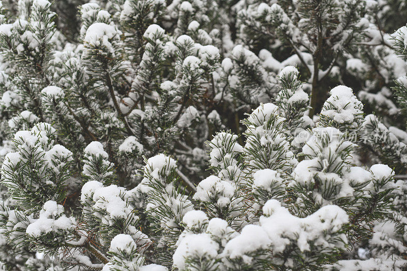 被霜覆盖的植物(针叶树)