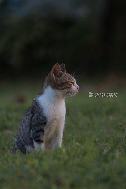 在亚齐日落时，猫在沙滩上放松的后视图