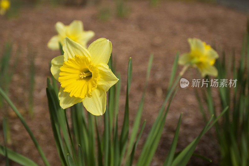 黄色的水仙花在春天生长野生