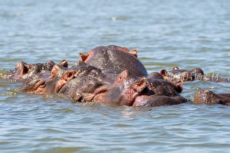 东非肯尼亚奈瓦沙湖，一大群河马聚在一起，头伸出水面
