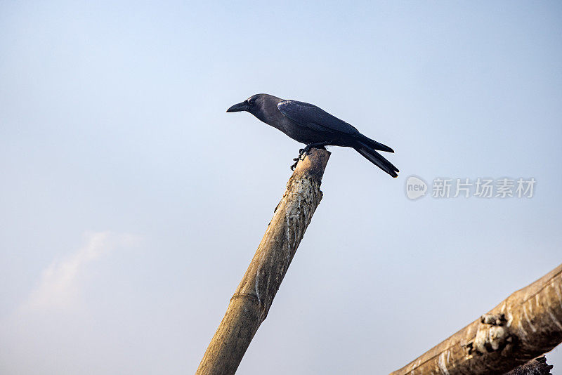 乌鸦坐在一根杆子上