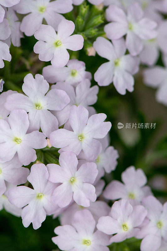 紫花花园背景