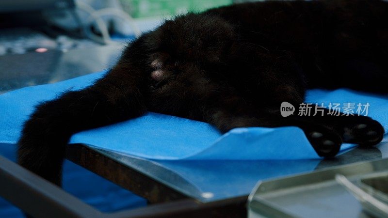 黑猫在阉割期间昏迷在手术室里