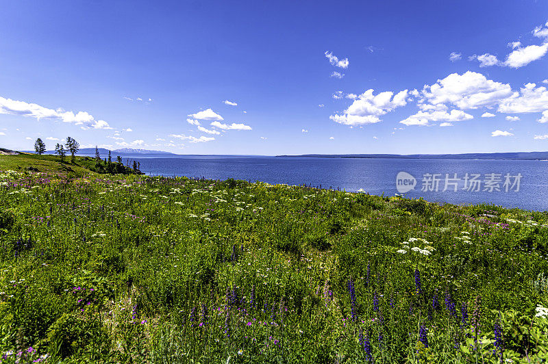 黄石湖岸边郁郁葱葱的美丽野花草地，风景秀丽