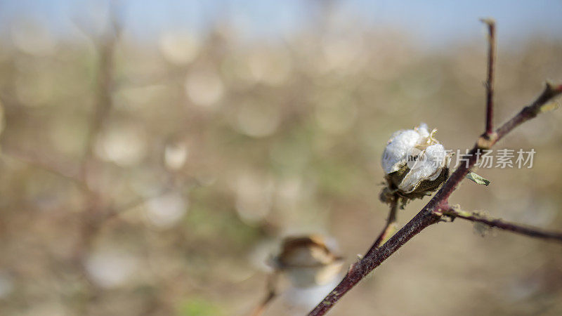 收割。靠近成熟的棉铃在树枝和蓬松的白色棉花