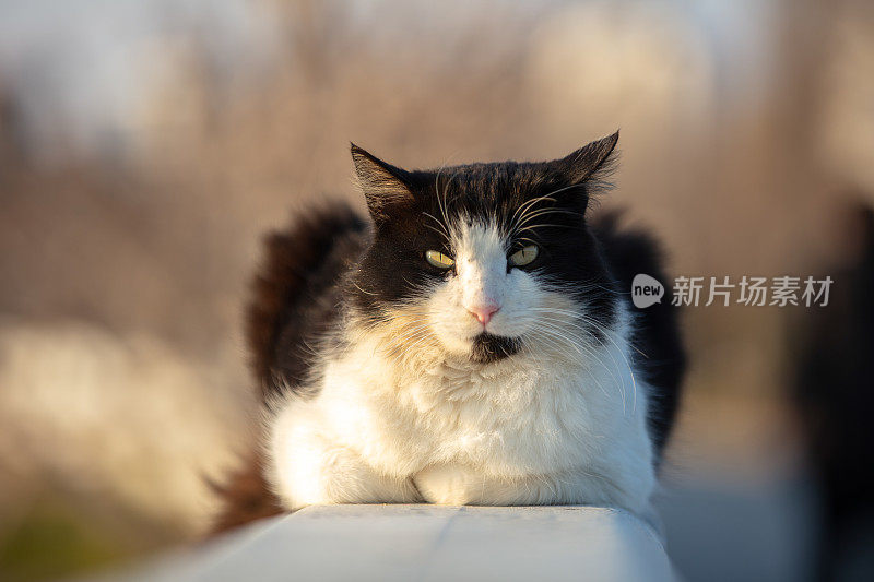 黑白流浪猫。