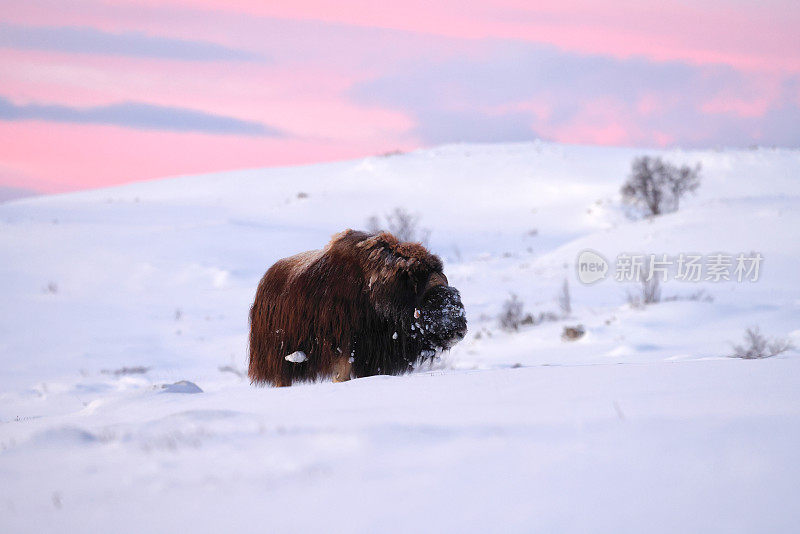 在挪威的Dovrefjell-Sunndalsfjella国家公园，一只麝牛在冬天的第一缕晨光中