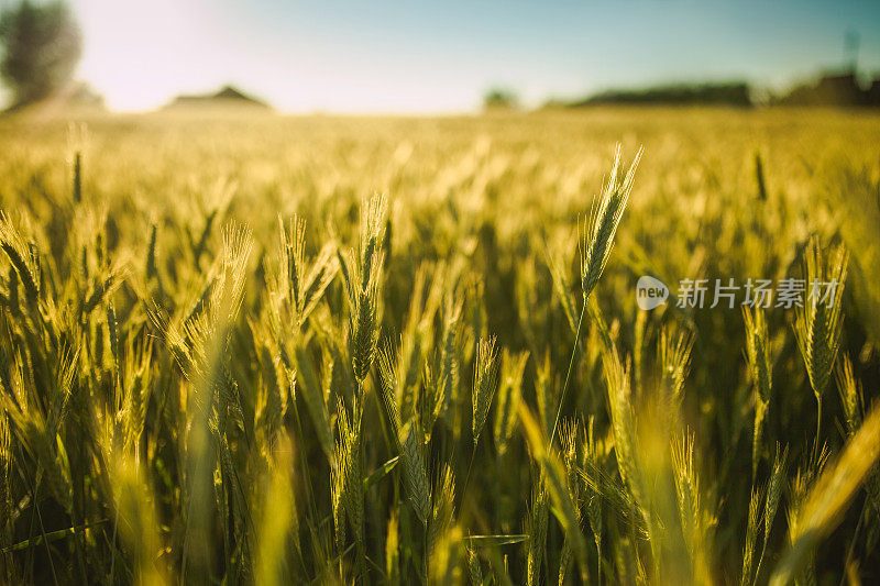 黄金时刻，麦田里的麦子。农场。夏天的日落。农业
