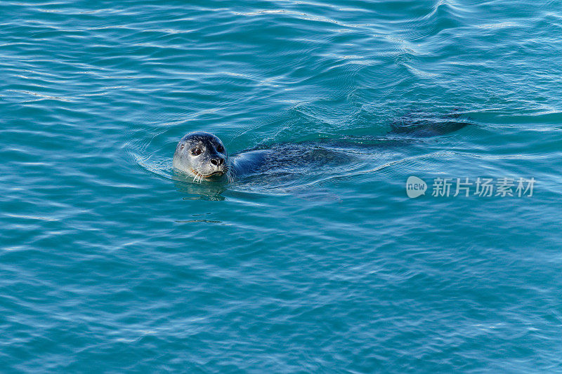 麻斑海豹