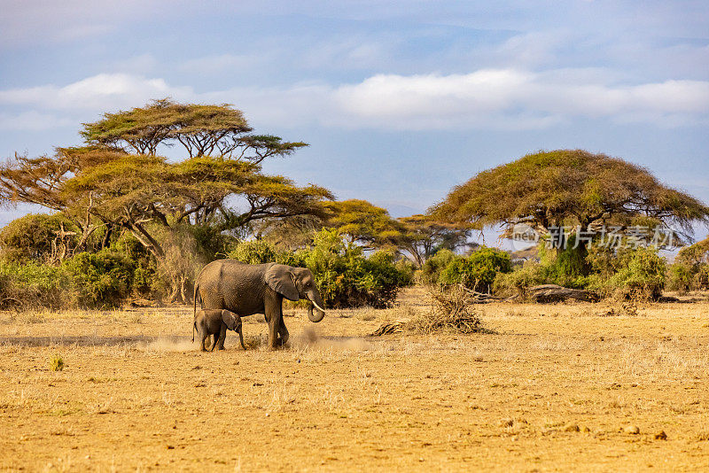 在肯尼亚国家公园，大象带着幼崽走在风景上