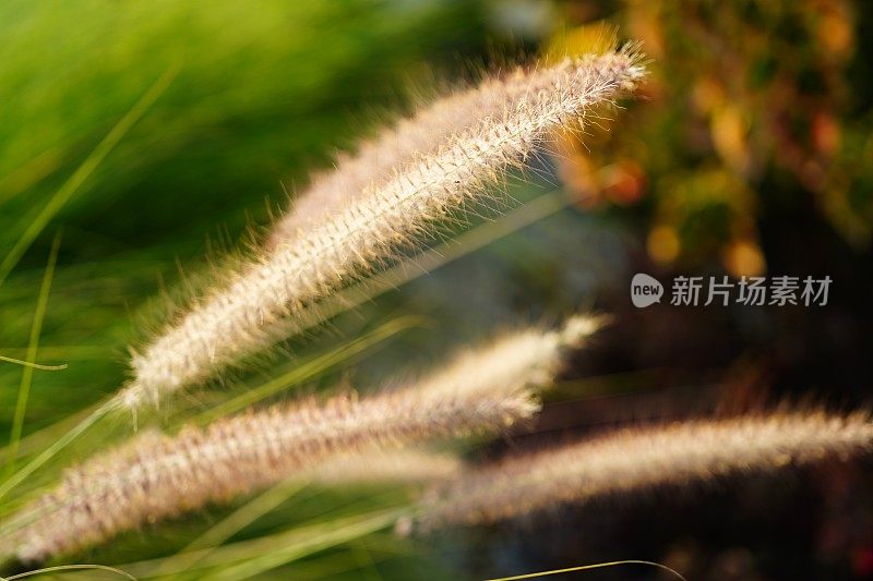 自然界中的花草田野