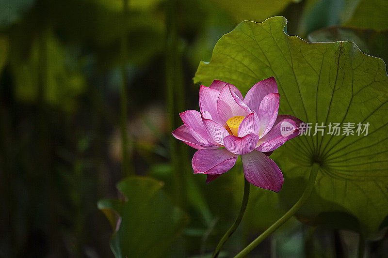 植物