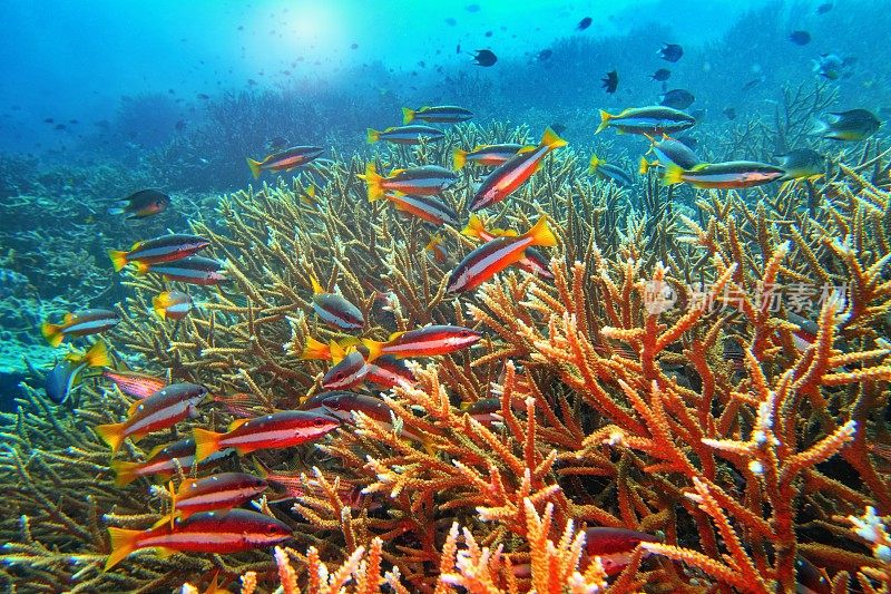 热带珊瑚礁景象。双斑带鲷鱼和硬珊瑚台湾鹿角珊瑚