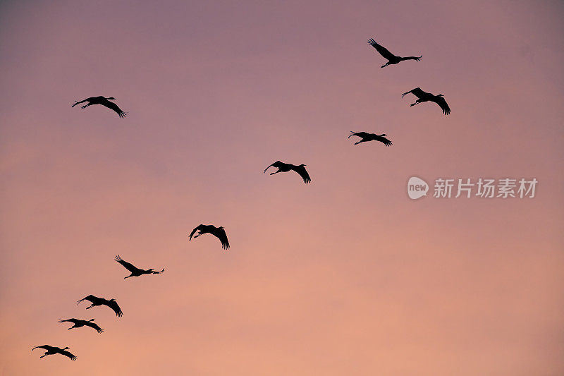 鹤鸟或普通鹤在秋天迁徙时在夕阳下飞行