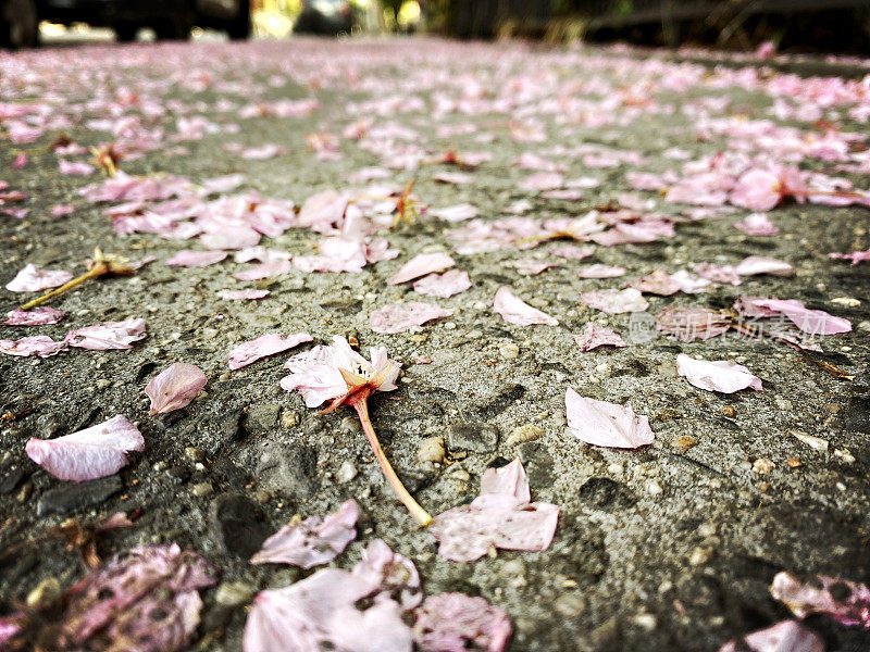 人行道上的樱花花瓣