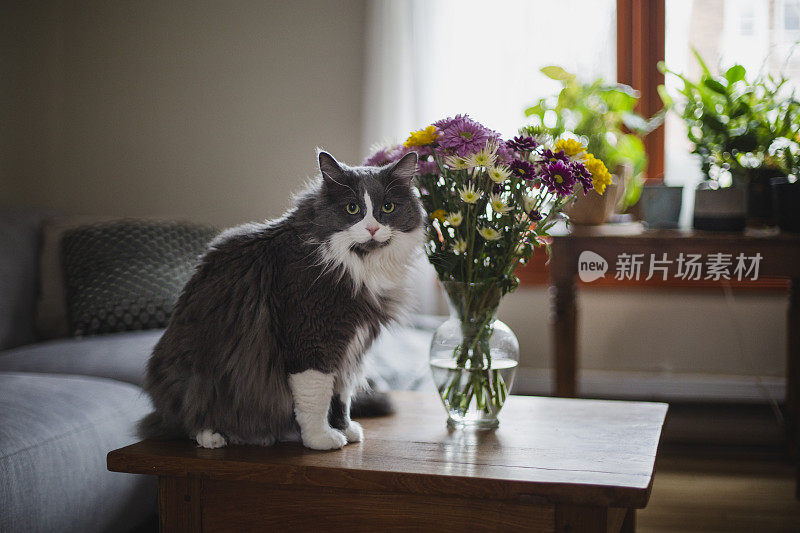 灰色的猫坐在桌子上放着花