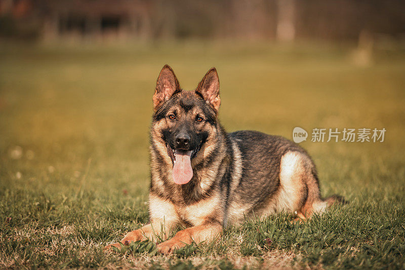 躺在户外的年轻德国牧羊犬