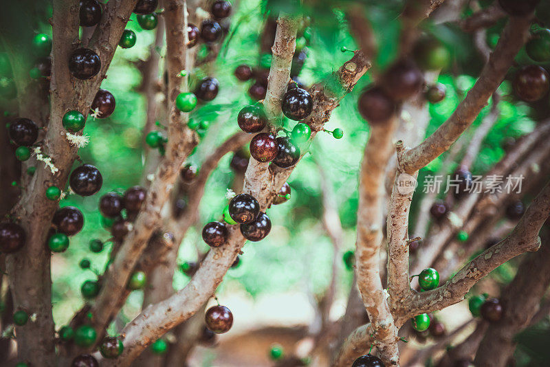 Jabuticaba