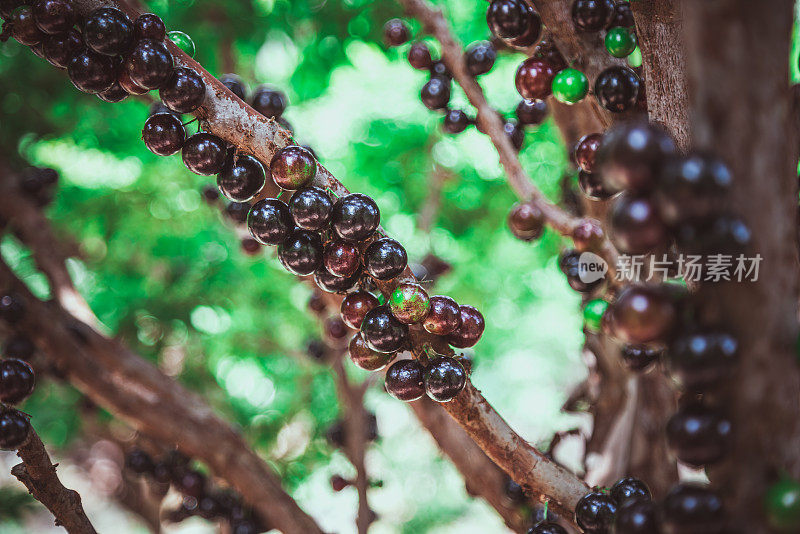 Jabuticaba