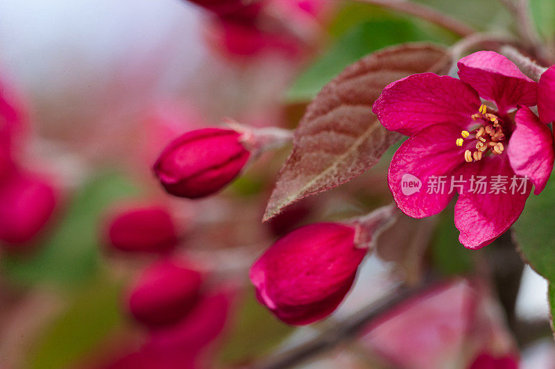 粉红苹果花