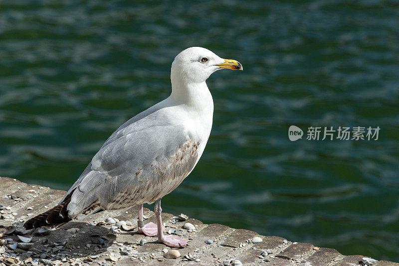 一只海鸥