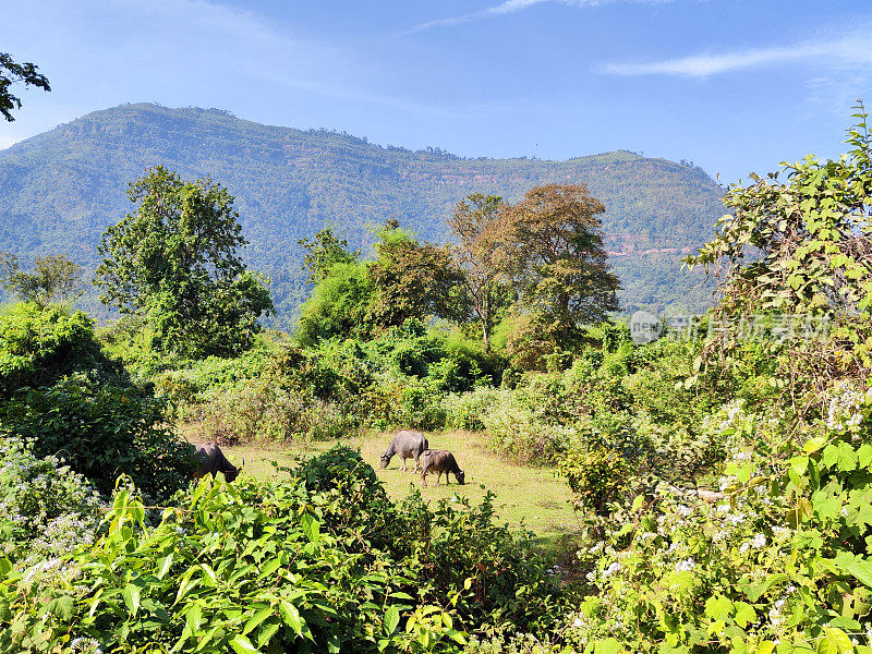 老挝占巴塞的水牛