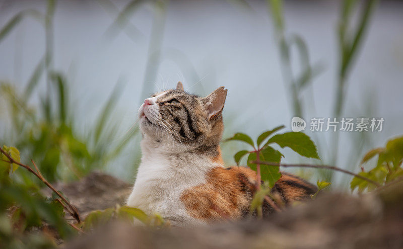 多色的流浪猫站在岩石上。