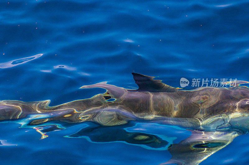 大型大白鲨游过，背鳍露出清澈的蓝色海洋表面