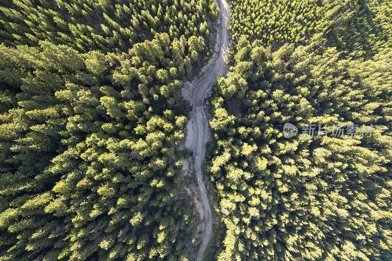 从空中俯瞰一条穿过茂密森林的高速公路