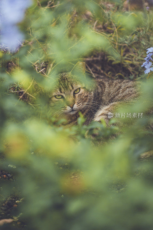 花园里的虎斑猫