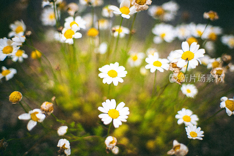 一种美丽的花，生长在东京市中心的小巷里。