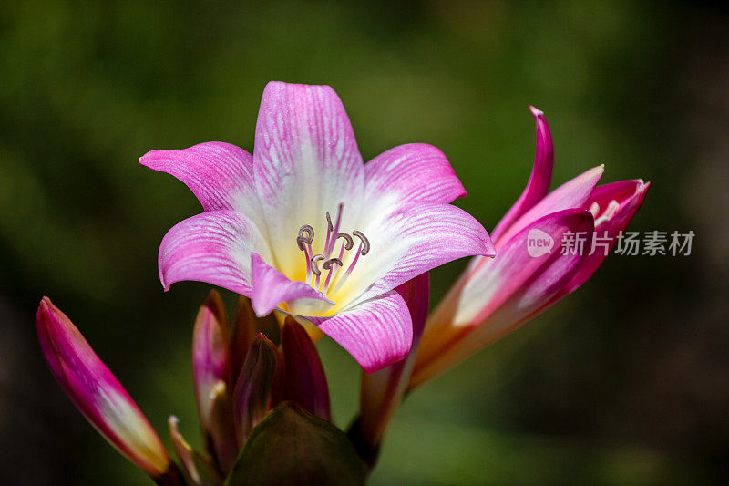 美丽的紫色百合花，背景与复制空间