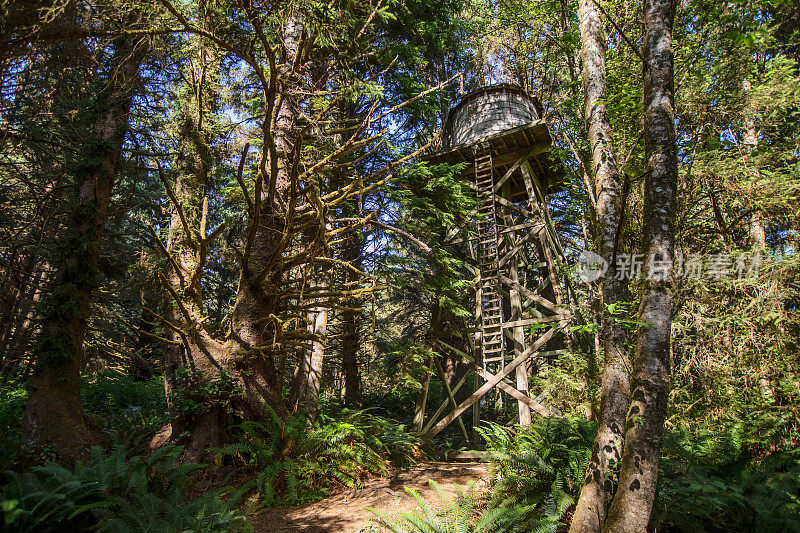 森林里的水塔